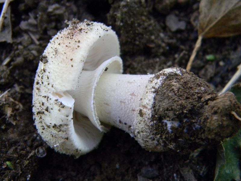 5) Fotogr. il 15.06.2013. sotto Quercia