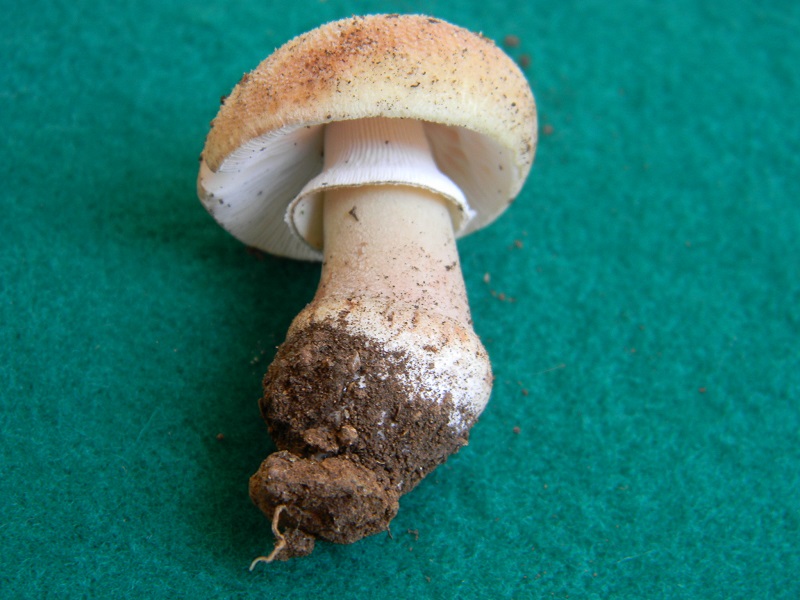 5) Fotogr. il 15.06.2013. sotto Quercia