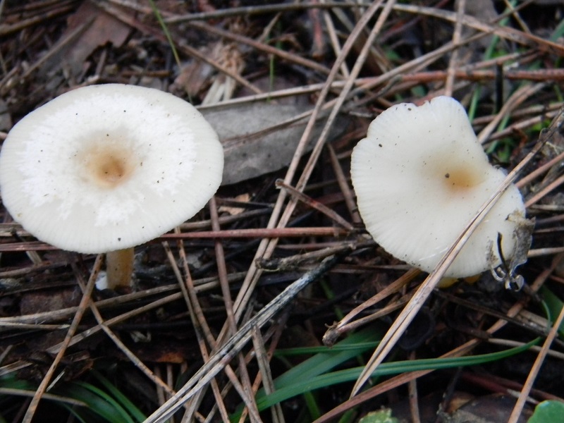 1) Fotogr. il 10.01.2014. sotto pineta con Leccio