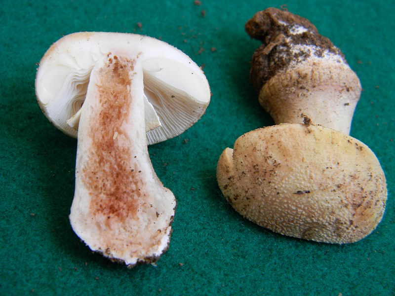 5) Fotogr. il 15.06.2013. sotto Quercia