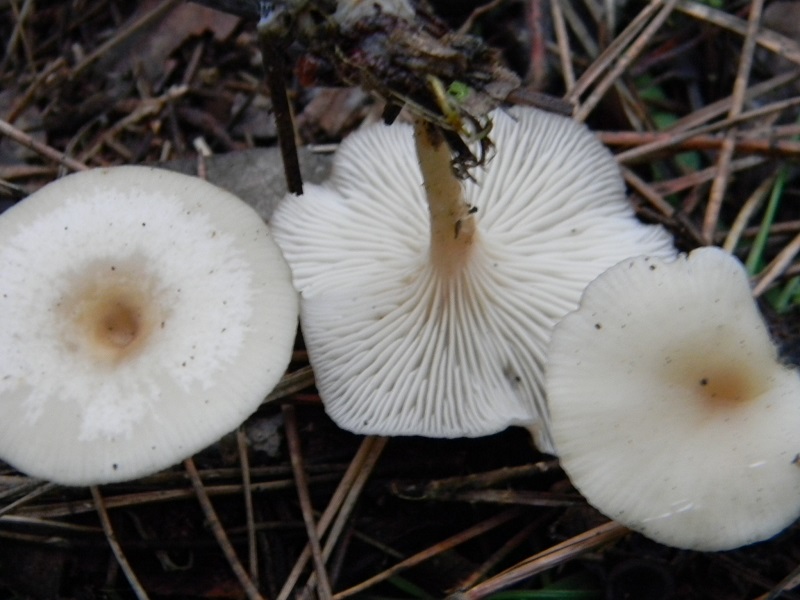 1) Fotogr. il 10.01.2014. sotto pineta con Leccio