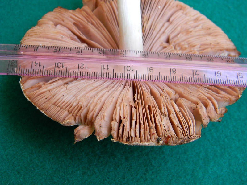 1) Fotogr. il 15.06.2013. su tronco in decomposizione