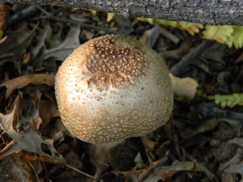 1) Fotogr. il 18.06.2013. sotto Betulla