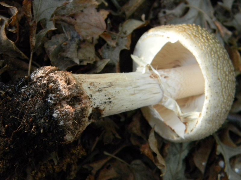 1) Fotogr. il 18.06.2013. sotto Betulla