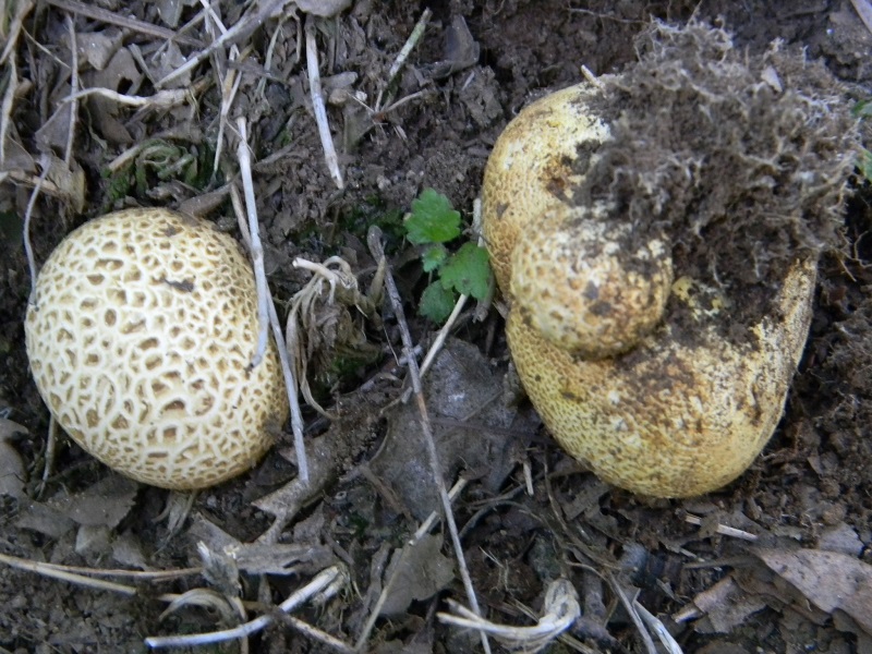 4) Fotogr. il 18.06.2013. sotto Betulla