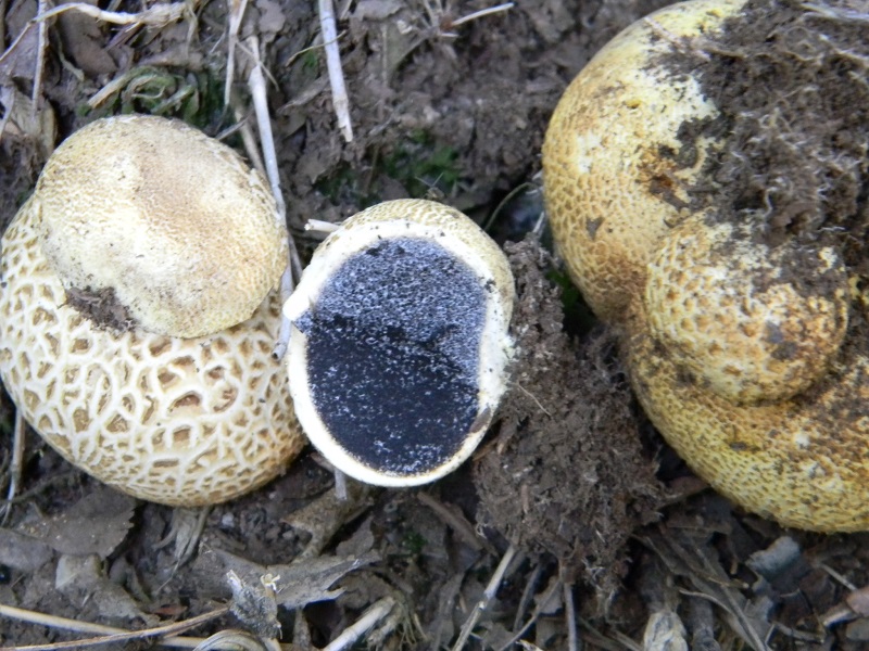 4) Fotogr. il 18.06.2013. sotto Betulla