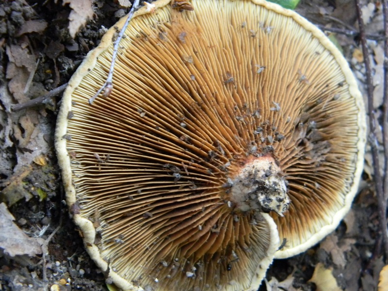 3) Fotogr. il 18.06.2013. sotto Betulla