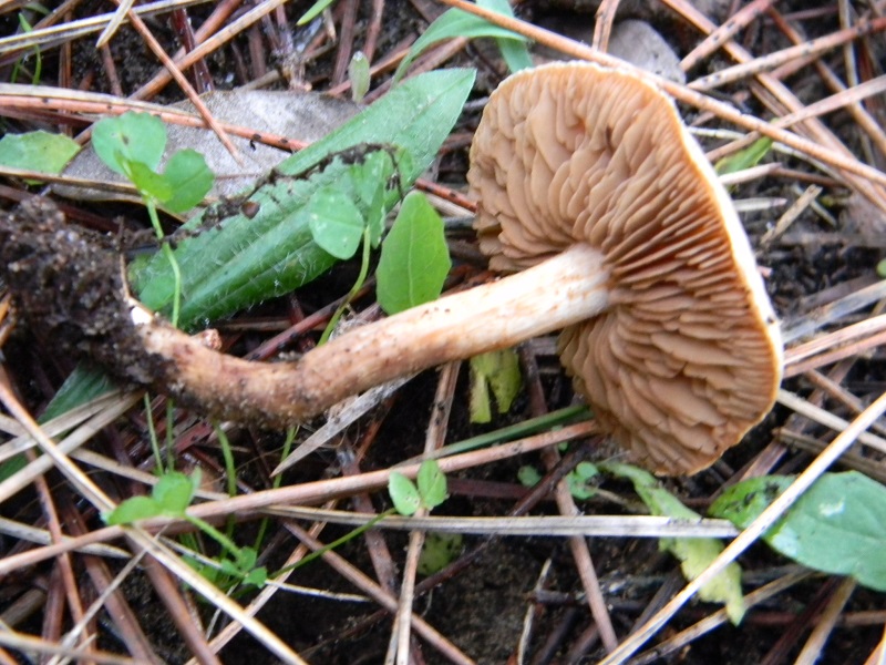 2) Fotogr. il 10.01.2014.sotto pineta con Leccio