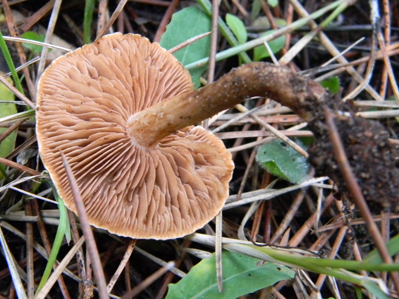 2) Fotogr. il 10.01.2014.sotto pineta con Leccio