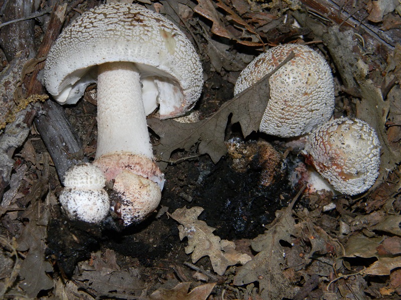 1) Fotogr. il 18.06.2013. sotto Betulla