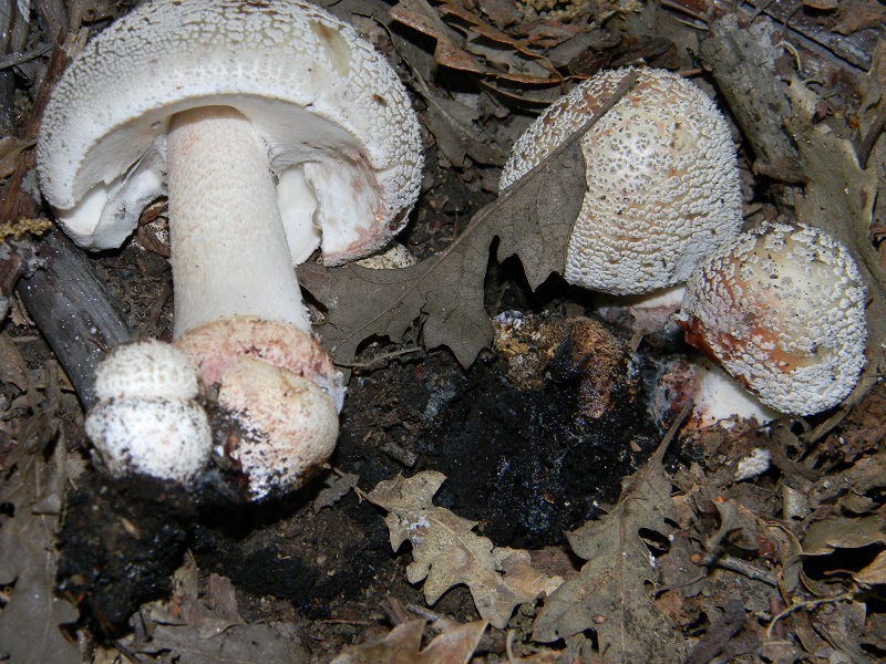 1) Fotogr. il 18.06.2013. sotto Betulla