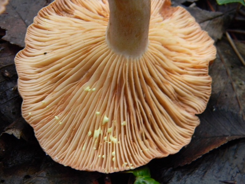 13) Fotogr.il 10.01.2014.sotto, pineta con Leccio