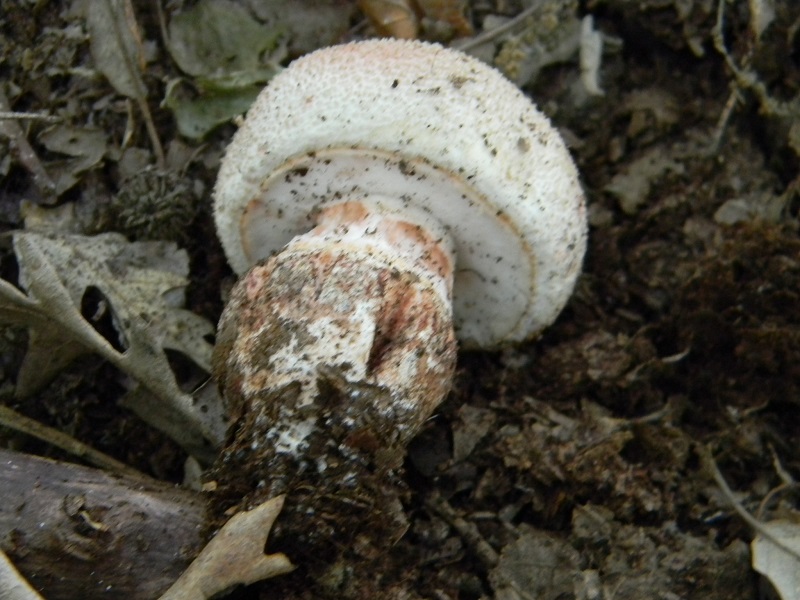 1) Fotogr. il 18.06.2013. sotto Betulla