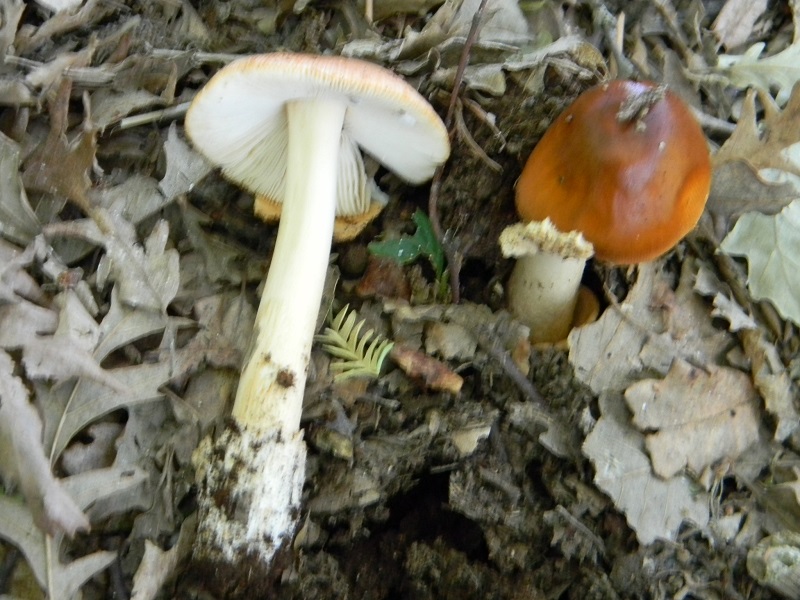 2) Fotogr. il 18.06.2013. sotto Betulla