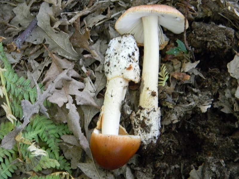 2) Fotogr. il 18.06.2013. sotto Betulla