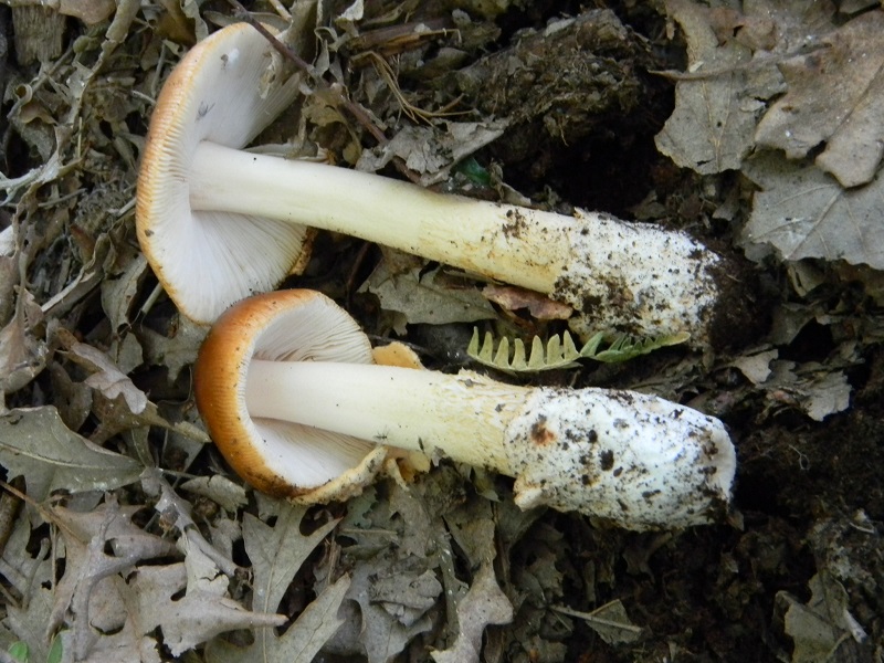 2) Fotogr. il 18.06.2013. sotto Betulla