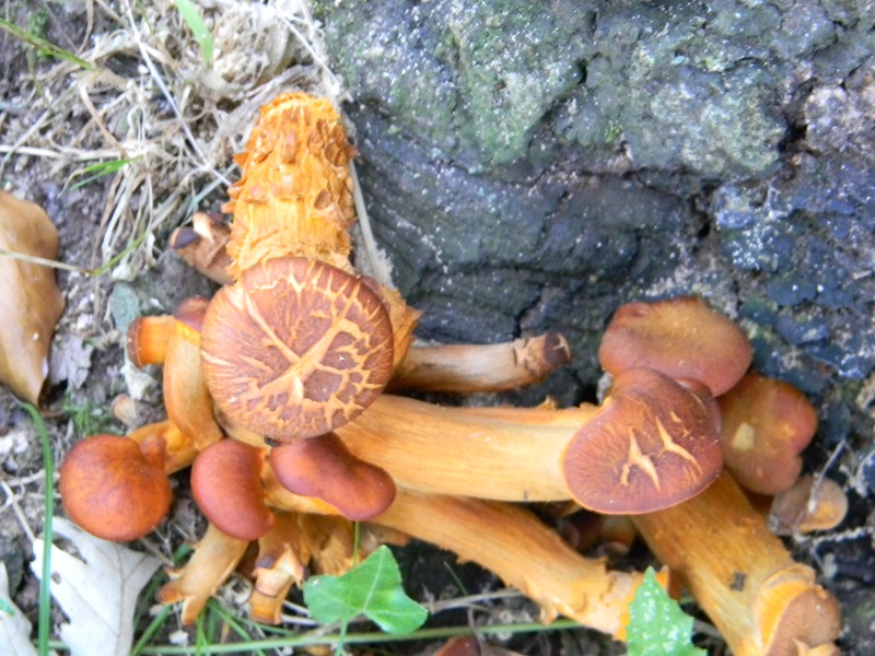 5) Fotogr. il 18.06.2013.sotto Quercia