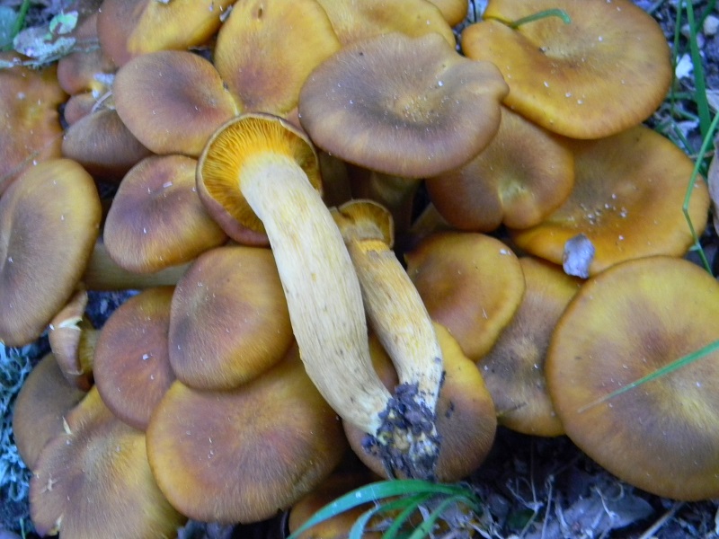 5) Fotogr. il 18.06.2013.sotto Quercia