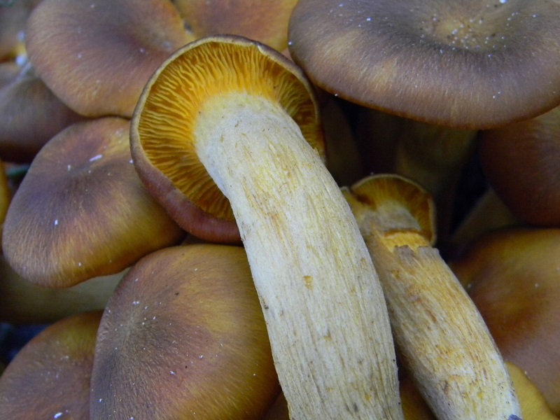 5) Fotogr. il 18.06.2013.sotto Quercia