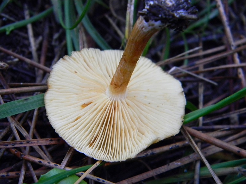 14) Fotogr. il 10.01.2014.sotto pineta con Leccio