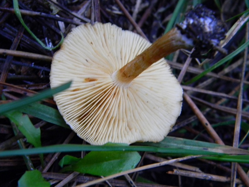 14) Fotogr. il 10.01.2014.sotto pineta con Leccio