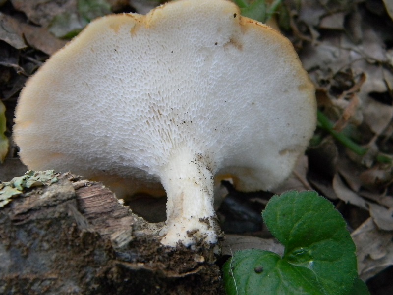 8)Fotogr. il 18.06.2013. sotto Quercia