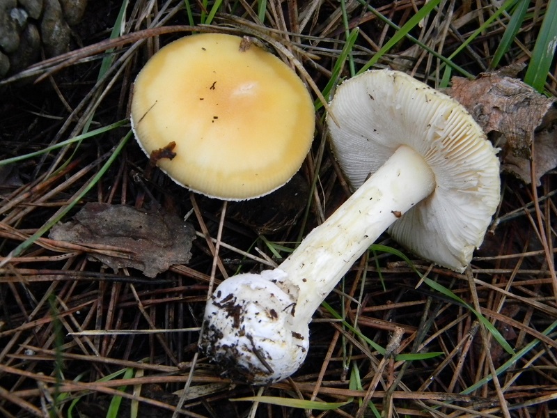 17) Fotogr. il 10.01.2014. sotto pineta con Leccio