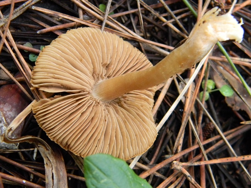 9) Fotogr.il 10.01.2014. sotto pineta con Leccio