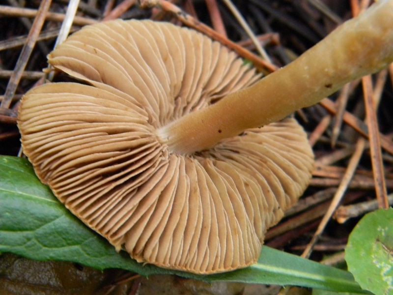 9) Fotogr.il 10.01.2014. sotto pineta con Leccio