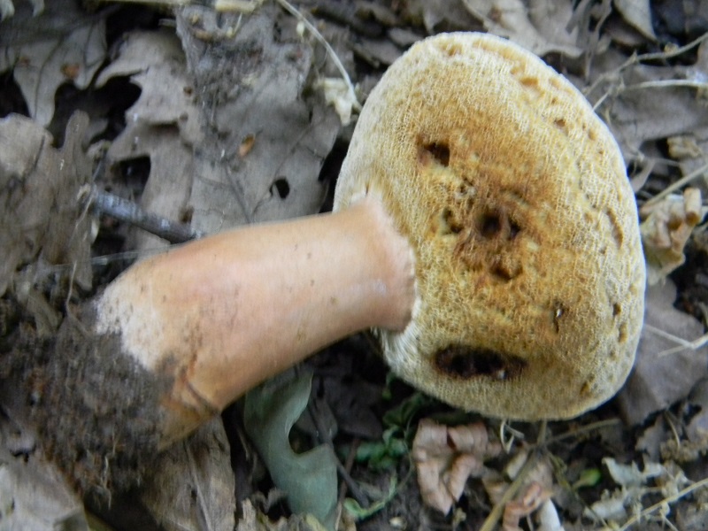 7) Fotogr. il  18.06.2013. sotto Quercia