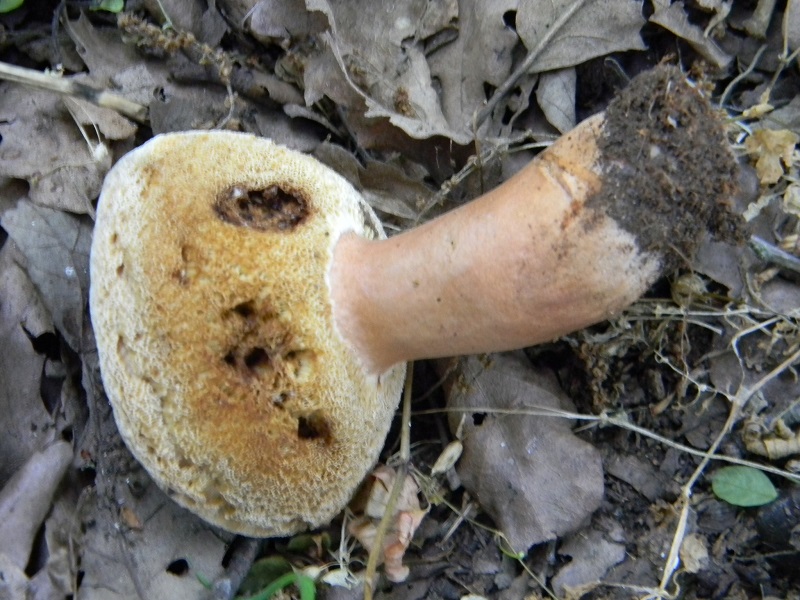 7) Fotogr. il  18.06.2013. sotto Quercia