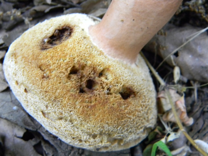 7) Fotogr. il  18.06.2013. sotto Quercia