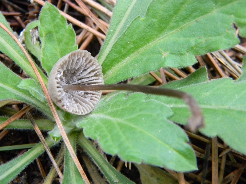 11) Fotogr. il 10.01.2014.sotto pineta con Leccio