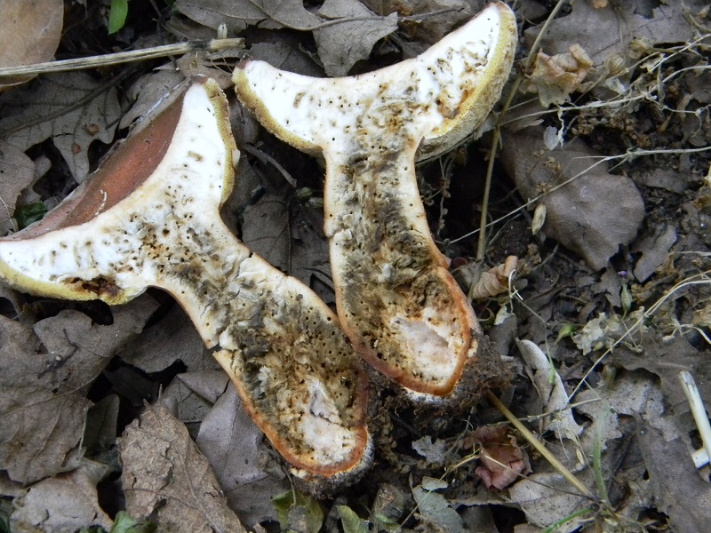 7) Fotogr. il  18.06.2013. sotto Quercia