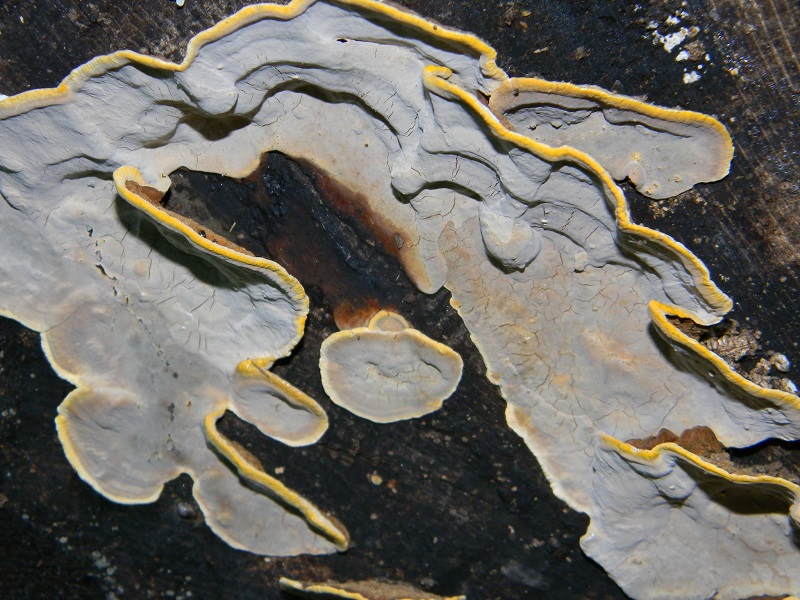 10) Fotogr. il 18.06.2013. sotto Quercia