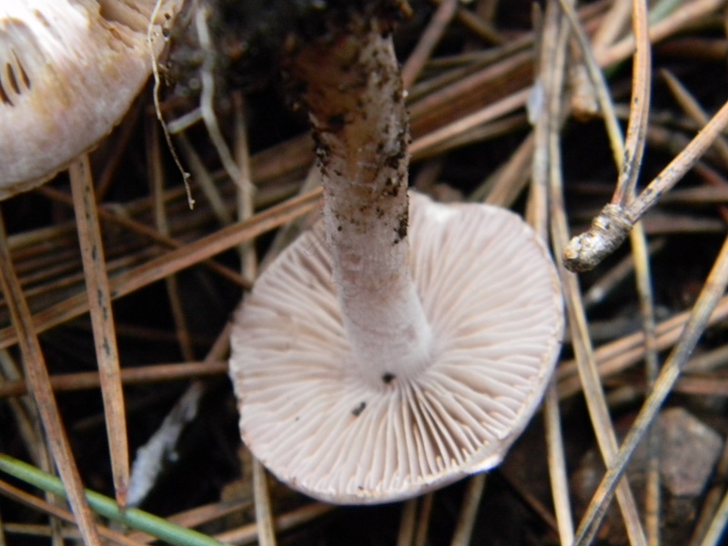 7)Fotogr. il 10.01.2014. sotto pineta con Leccio