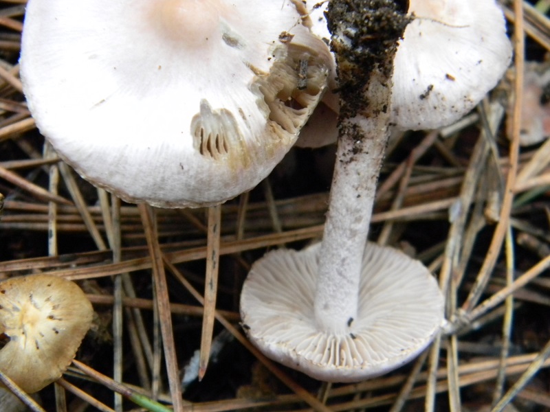 7)Fotogr. il 10.01.2014. sotto pineta con Leccio