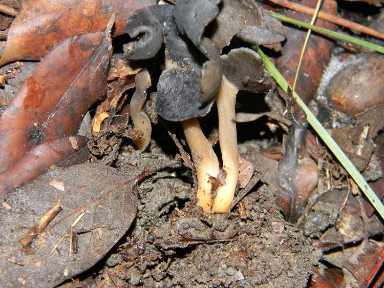 8) Fotogr.il 10.01.2014.sotto pineta con Leccio