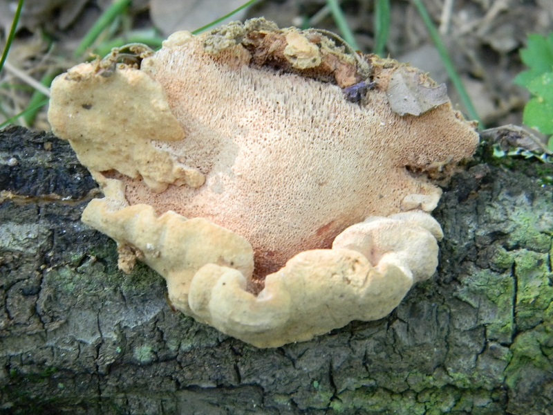 9) Fotogr.il 18.06.2013. sotto Quercia