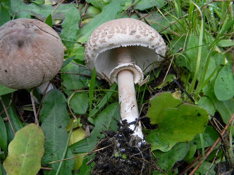 10) Fotogr. il 10.01.2014.sotto pineta con Leccio