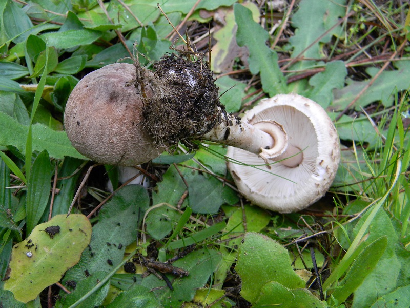 10) Fotogr. il 10.01.2014.sotto pineta con Leccio
