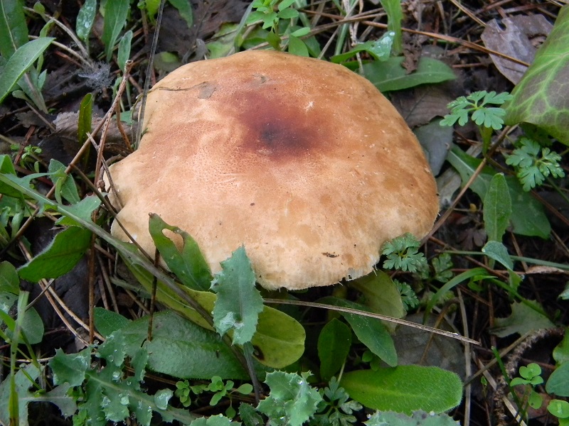 18) Fotogr. il 10.01.2014. sotto pineta con Leccio