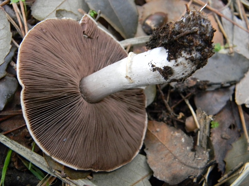 15) Fotogr. il 10.01.2014. sotto pineta con Leccio