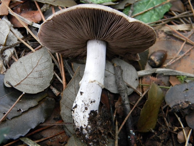 15) Fotogr. il 10.01.2014. sotto pineta con Leccio