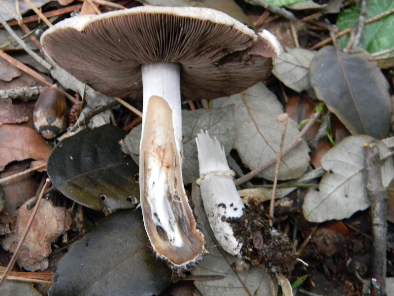 15) Fotogr. il 10.01.2014. sotto pineta con Leccio