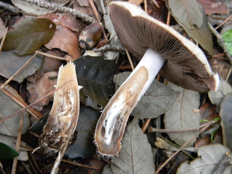 15) Fotogr. il 10.01.2014. sotto pineta con Leccio