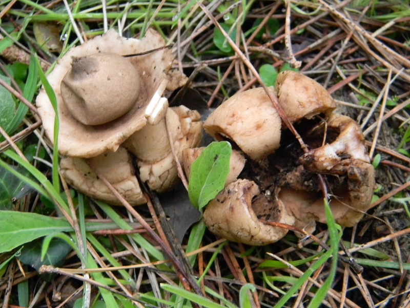 3) Fotogr. il 10.01.2014.sotto pineta con Leccio