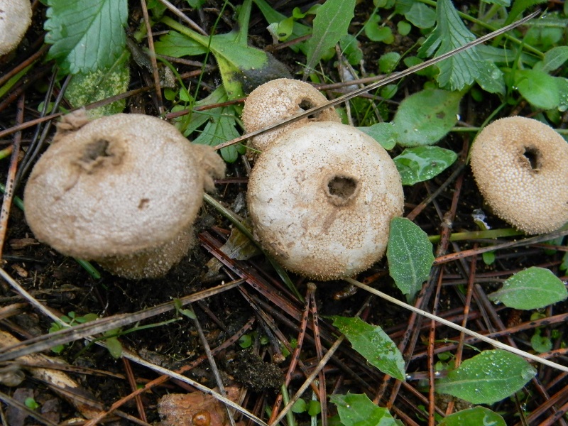 12) Fotogr.il 10.01.2014.sotto pineta con Leccio