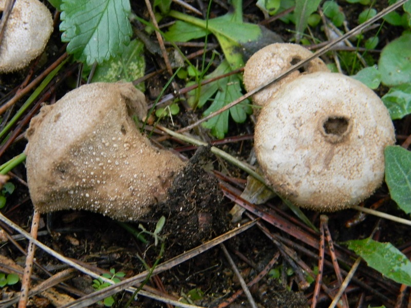 12) Fotogr.il 10.01.2014.sotto pineta con Leccio