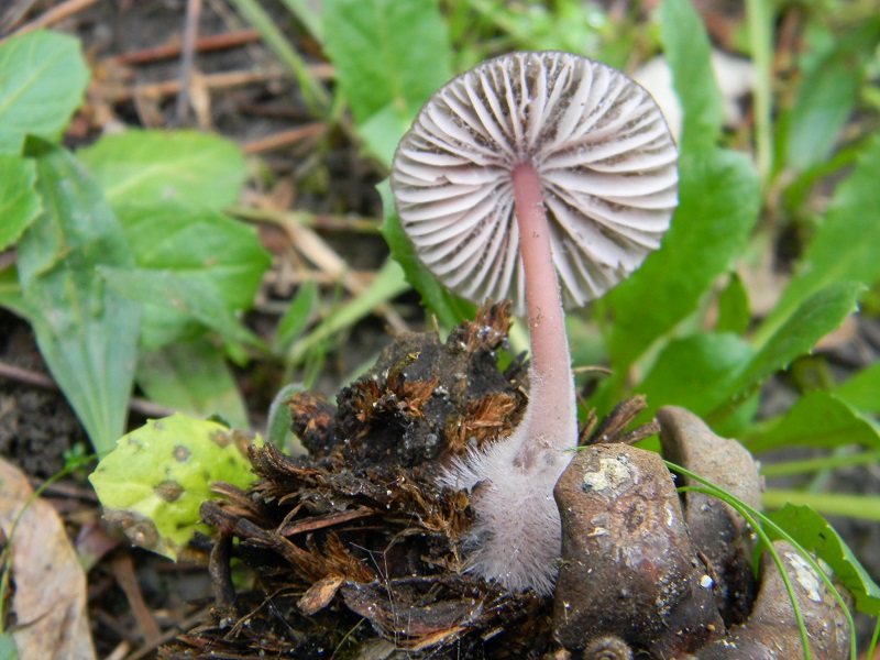 19) Fotogr. il 10.01.2014. sotto pineta con Leccio